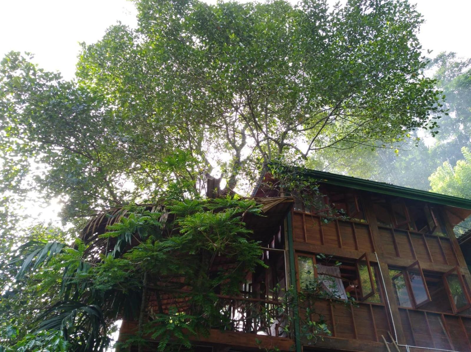 Hotel Ella Treehouse Esterno foto